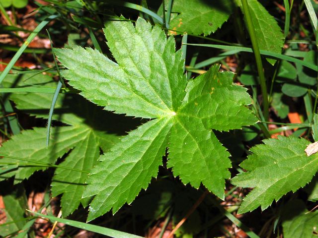 Astrantia major / Astranzia maggiore